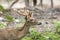 Image of young sambar deer.