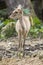 Image of young sambar deer.