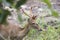 Image of young sambar deer.