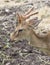 Image of young sambar deer.