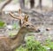 Image of young sambar deer.