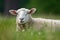 Image of young sheep resting on green pasture grass on summer. Farm animals. Illustration. Generative AI