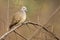 Image of zebra dove on a branch on nature background. Animal. Birds