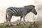 Image of a zebra on nature background.