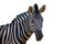 Image of an zebra on white background.