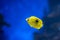 Image of zebrasoma yellow tang fish in aquarium. Blue background