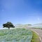 Imageing of Mountain, Tree and Nemophila at Hitachi Seaside Park