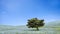 Imageing of Mountain, Tree and Nemophila at Hitachi Seaside Park