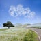 Imageing of Mountain, Tree and Nemophila at Hitachi Seaside Park