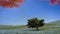 Imageing of Mountain, Tree and Nemophila at Hitachi Seaside Park