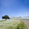 Imageing of Mountain, Tree and Nemophila at Hitachi Seaside Park