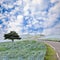 Imageing of Mountain, Tree and Nemophila at Hitachi Seaside Park