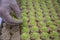 Images from the making of pistachio baklava. The chef is making a traditional dessert Baklava. The chef sprinkles peanuts on the