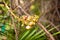 Images of Shorea Robusta or Dipterocarpaceae flower.