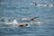 Images of swimmers from the Bosphorus