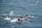Images of swimmers from the Bosphorus