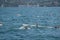 Images of swimmers from the Bosphorus