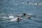 Images of swimmers from the Bosphorus