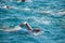 Images of swimmers from the Bosphorus Intercontinental