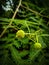 Images of two green fruits with greenish background