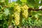 images of white wine grapes on leafy vines