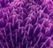 imaginative background of beautiful feathers in lilac