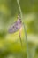 Imago of the female of the green drake or green drake mayfly - Ephemera danica