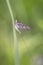 Imago of the male of the green drake or green drake mayfly - Ephemera danica