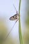 Imago of the male of the green drake or green drake mayfly - Ephemera danica
