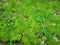 Imagof the tiny green mossy,lichen or fungus that grows on the ground.