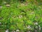 Imagof the tiny green mossy,lichen or fungus that grows on the ground.