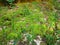 Imagof the tiny green mossy,lichen or fungus that grows on the ground.