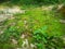 Imagof the tiny green mossy,lichen or fungus that grows on the ground.