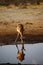 Imapala antelope with a sun spot by the waterhole