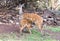 The imbabala or Cape bushbuck Tragelaphus sylvaticus