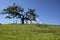 Imbabura volcano and the Lechero sacred tree, around Otavalo, Ecuador