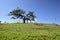 Imbabura volcano and the Lechero sacred tree, around Otavalo, Ecuador