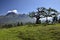 Imbabura volcano and the Lechero sacred tree, around Otavalo, Ecuador