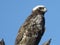 IMG_2523; juvenile Wahlberg`s Eagle was captured in Kruger National Park, South Africa on 02.09.19