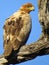 IMG_370;The Tawny Eagle / Aquila rapax was captured in the Kruger National Park, South Africa on 22.05.13