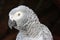 IMG_6052 Portrait of an African Grey Parrot Psittacus erithacuscaptured at Monte Casino, Four Ways, Johannesburg, South Africa