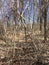 IMG_7212 Trees in early spring in New England wooded area Â©2022 Paul Light