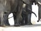 IMG_9561;  African Elephants captured in Kruger National Park, South Africa on 26.08.19