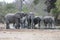 IMG_9832   Magnificent 8 Elephants, capture at De La Porte`s Windmill  just outside Skukuza, Kruger National Park, South Africa