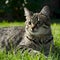 Img Tabby lounging outdoors, basking in sunlight on green grass