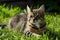 Img Tabby lounging outdoors, basking in sunlight on green grass