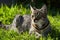 Img Tabby lounging outdoors, basking in sunlight on green grass