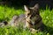 Img Tabby lounging outdoors, basking in sunlight on green grass