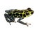 Imitating Poison Frog - Ranitomeya imitator