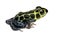 Imitating Poison Frog - Ranitomeya imitator